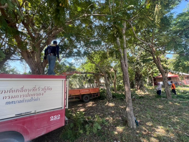 27-9-67 งานป้องกันฯ  ช่างไฟฟ้า ตัดแต่งต้นไม้ ที่ วัดตาลเจ็ดยอด ตัดแต่งต้นไม้ ที่ ซอยร้านแสงสว่าง