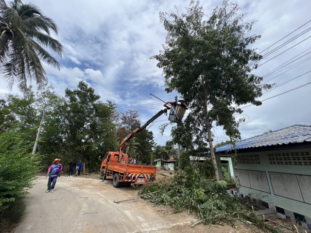 6-9-66 งานป้องกันฯ พร้อมด้วยช่างไฟฟ้า ตัดต้นไม้ที่ติดสายไฟ @รร.ตาลเจ็ดยอด