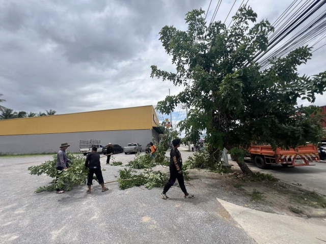 12-6-67 งานป้องกันฯ ร่วมกับงานไฟฟ้าตัดแต่งกิ่งไม้ตลอดแนวถนนเพชรเกษม