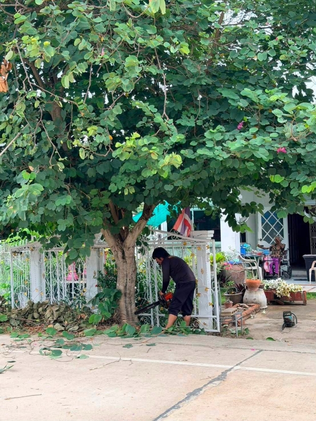 11-8-69 ดำเนินการตัดต้นไม้ตามคำร้อง  จำนวน 2 จุด บริเวณชุมชนบ้านศาลาลัย