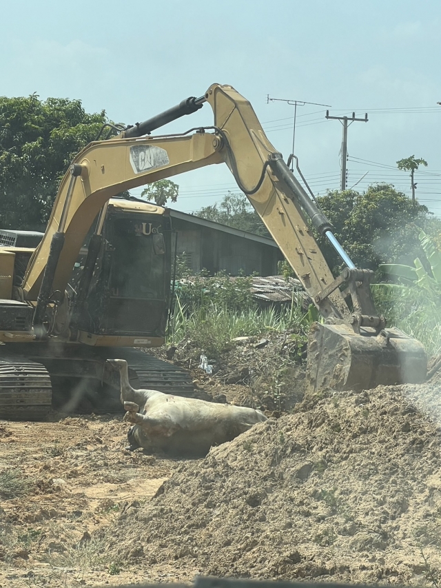 18-3-67 งานป้องกันฯ ช่างไฟฟ้า และงานสาธารณสุขฯ ขนย้ายวัวตายในร่องน้ำ 
