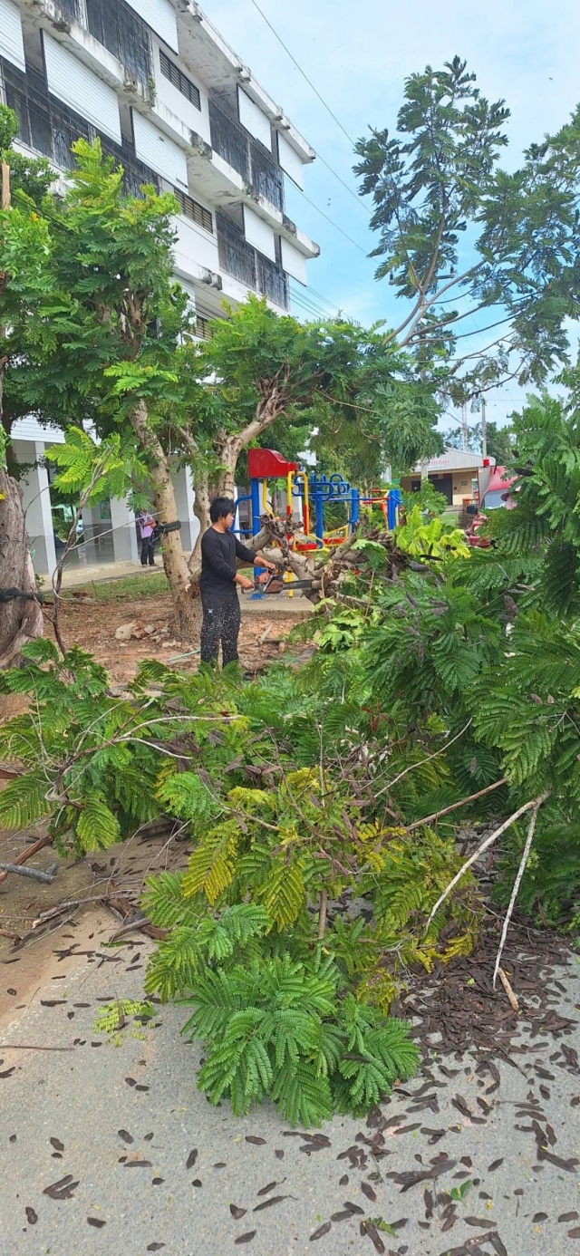 20-11-68 งานป้องกันฯดำเนินการออกตัดไม้โรงเรียนวัดตาลเจ็ดยอดเพื่อปรับปรุงภูมิทัศน์ของโรงเรียน