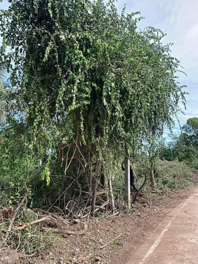 22-10-67 งานป้องกันฯพร้อมช่างไฟฟ้า และรถไถสาธารณสุข ออกตัดแต่งต้นไม้ที่ติดสายไฟ ที่หมู่บ้านศาลาลัย